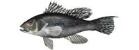 Black Sea Bass